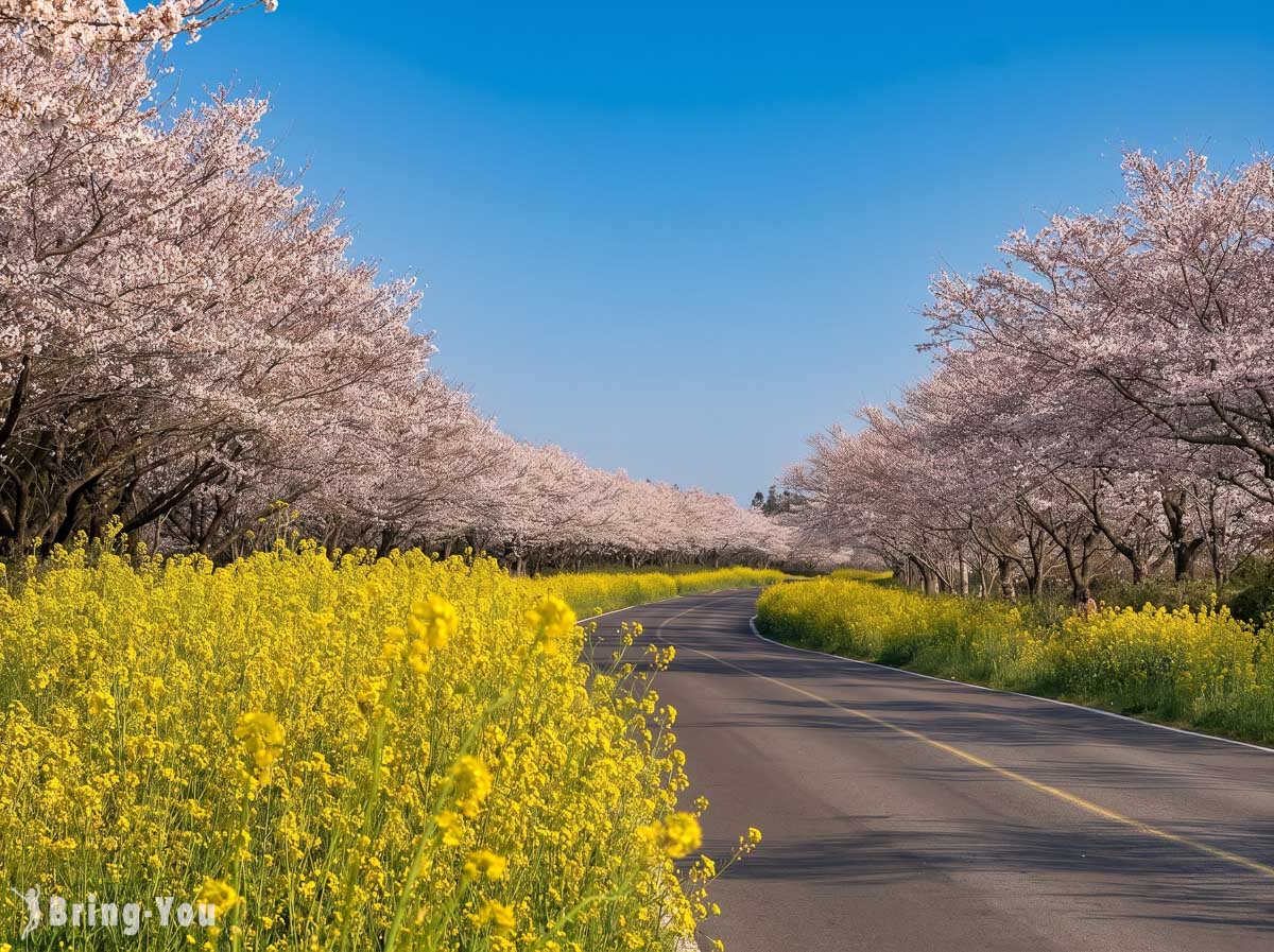 鹿山路樱花