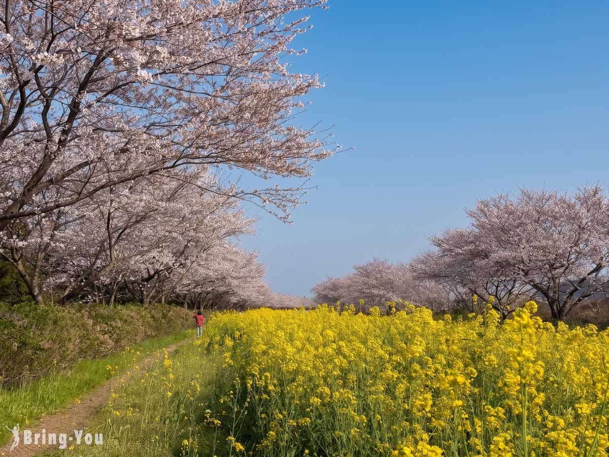 鹿山路樱花