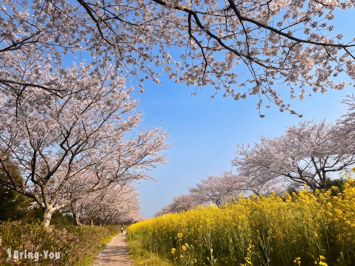 鹿山路樱花