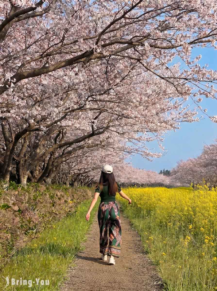 鹿山路樱花