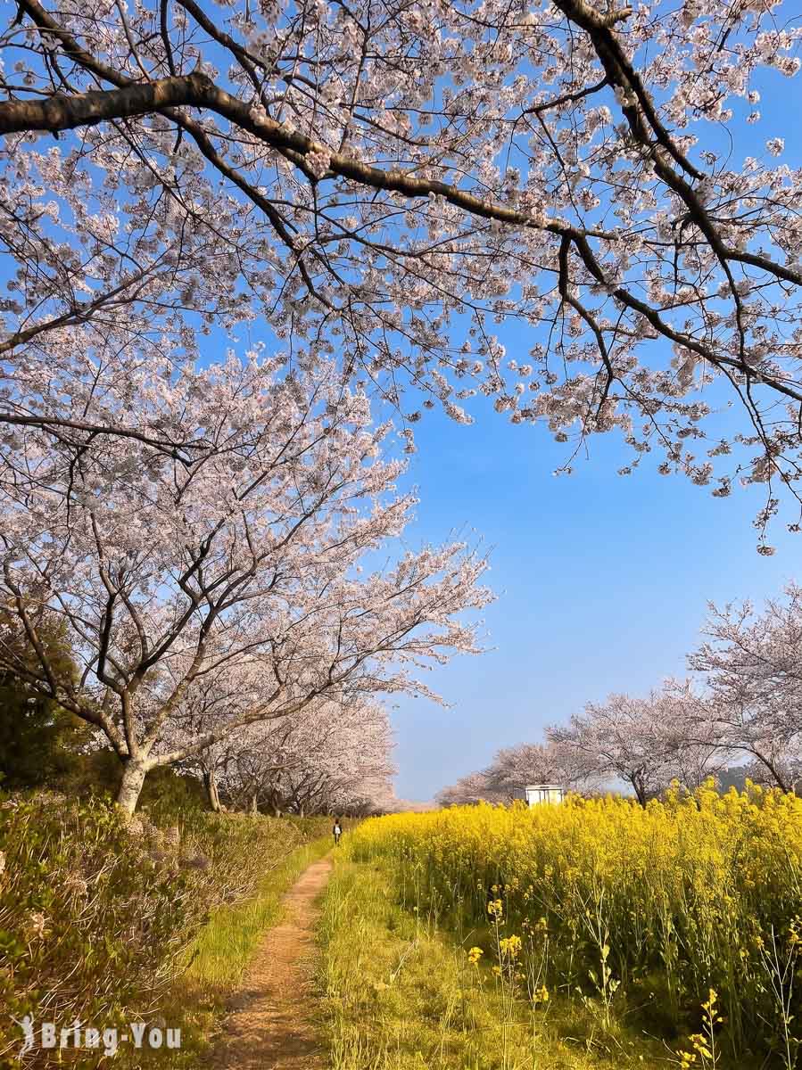 鹿山路樱花