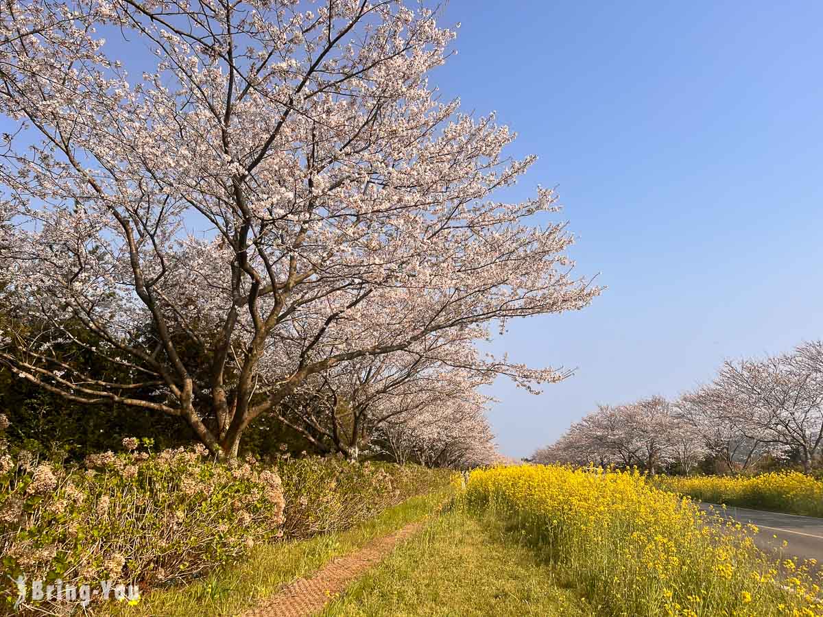 鹿山路樱花