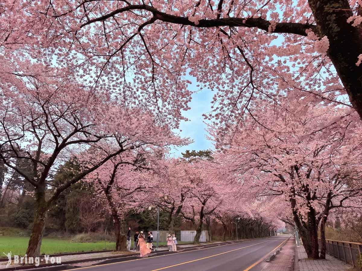 济州大学樱花大道