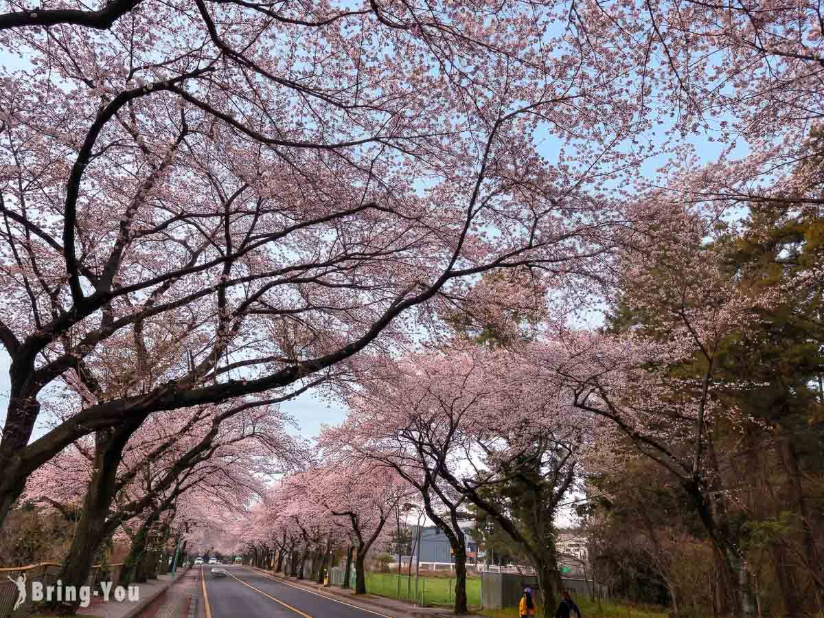 济州大学樱花大道