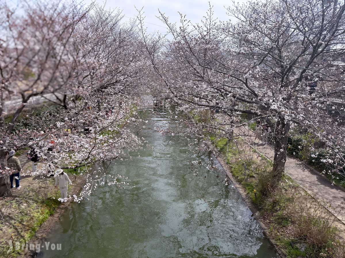 伏见十石舟樱花