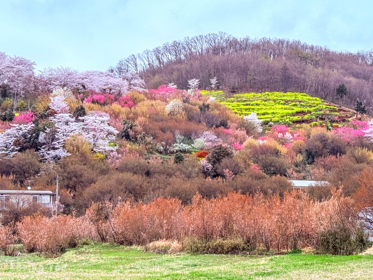 福岛花见山公园