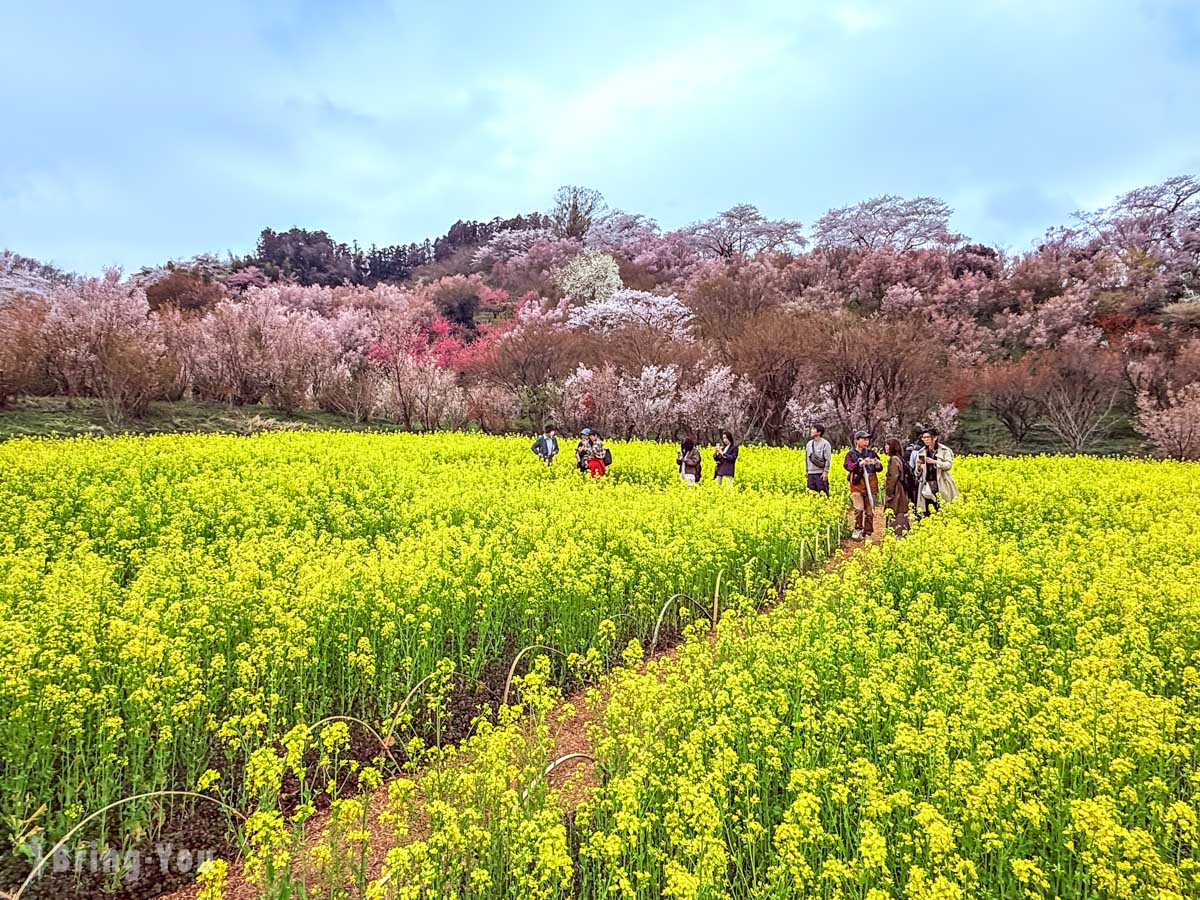 福岛花见山公园