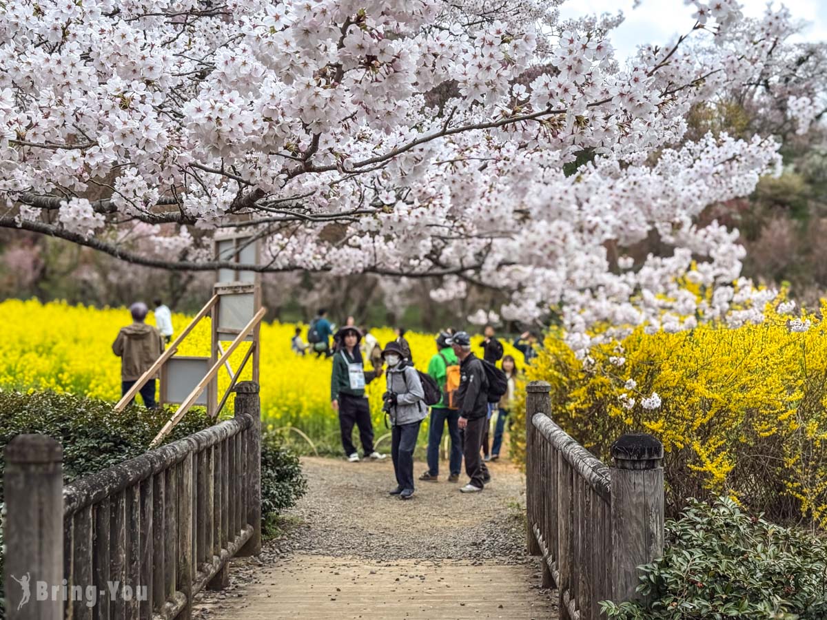 福岛花见山公园