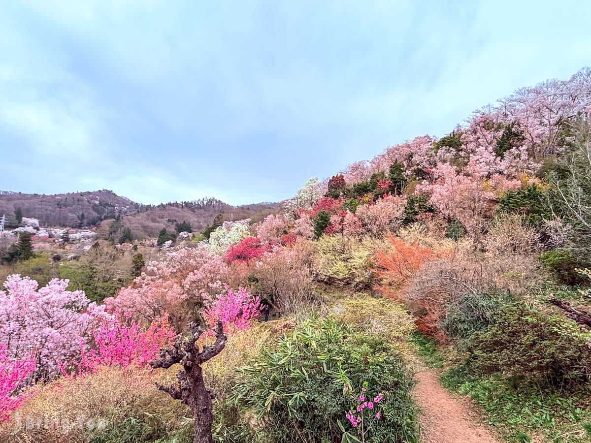福岛花见山公园