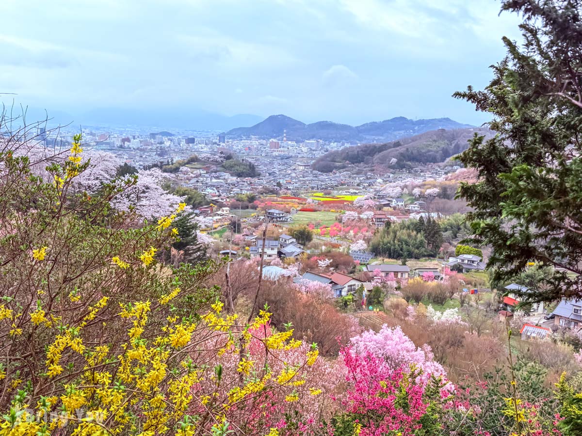 【福島市賞櫻必去景點】福島花見山公園｜百花盛開的春日絕景