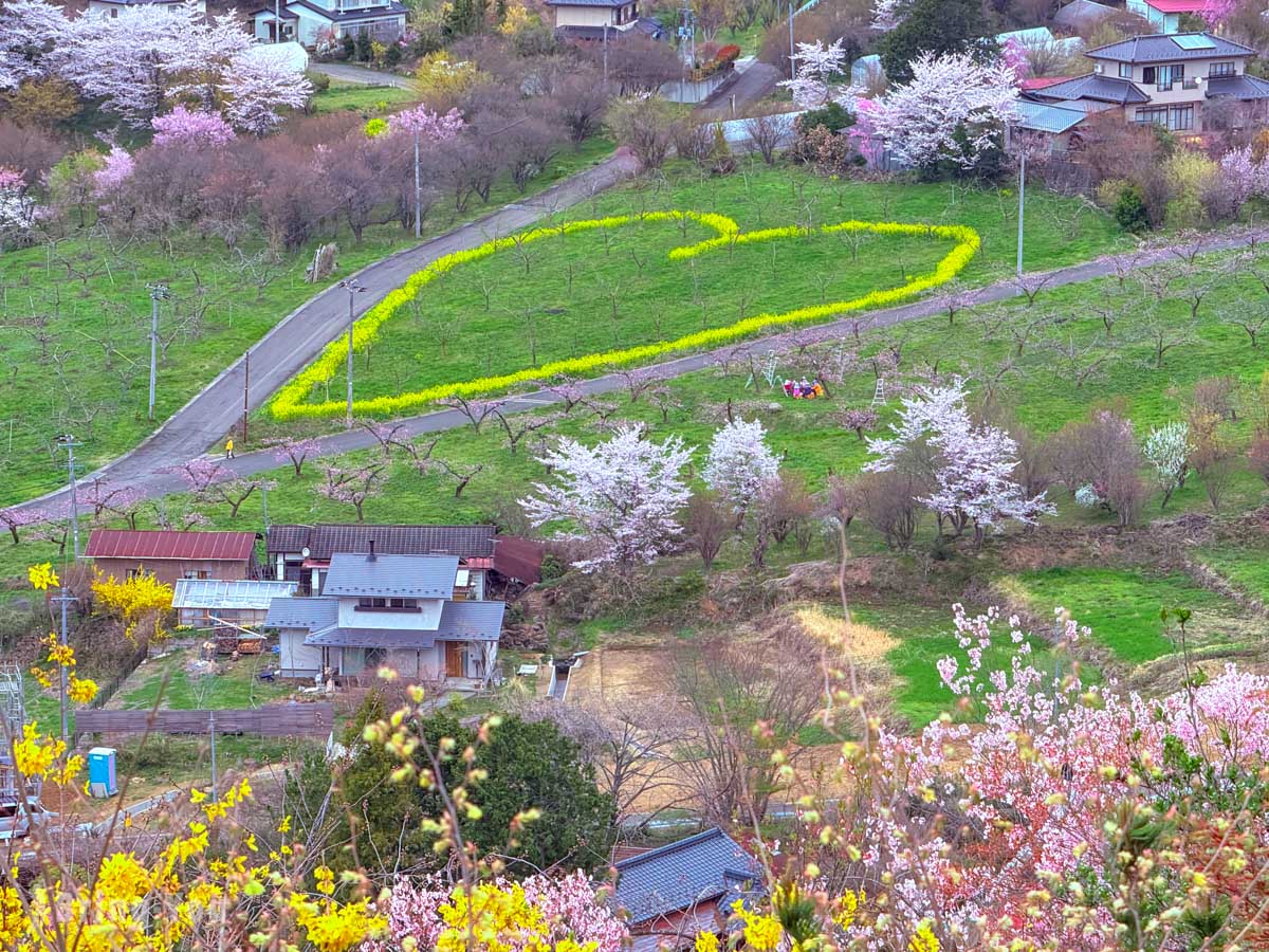 福岛花见山公园
