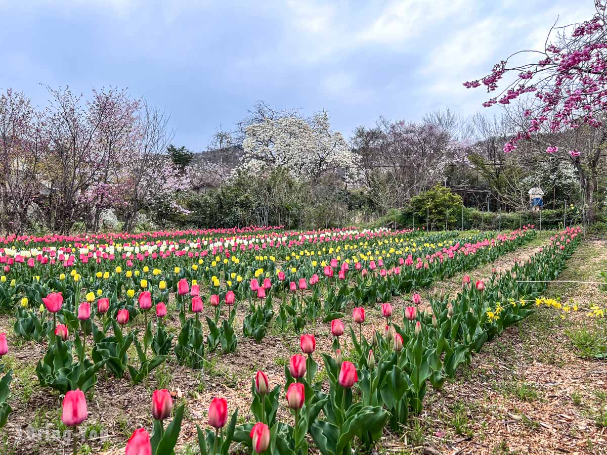 福岛花见山公园