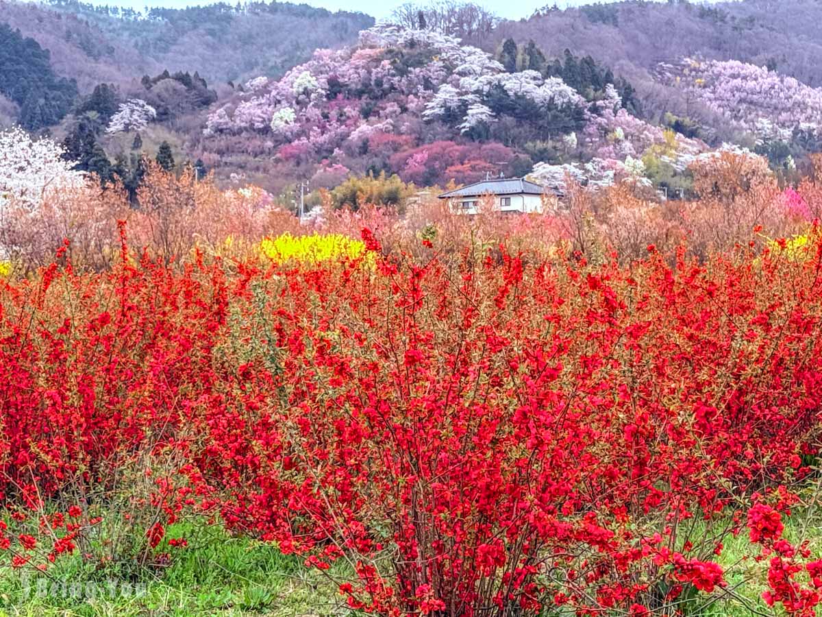 福岛花见山公园