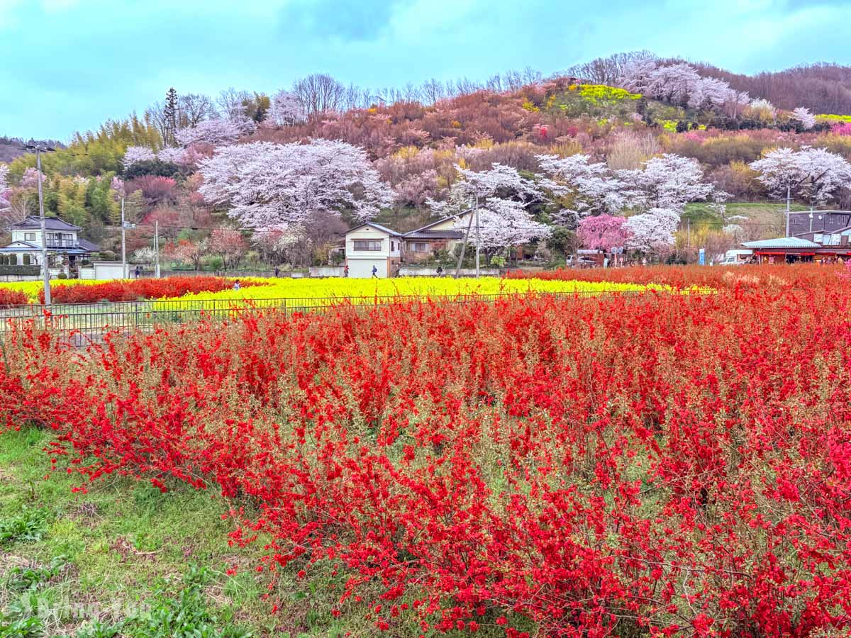 福岛花见山公园