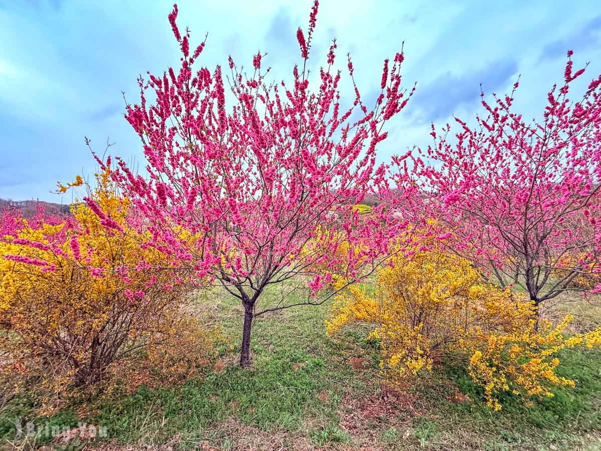福岛花见山公园