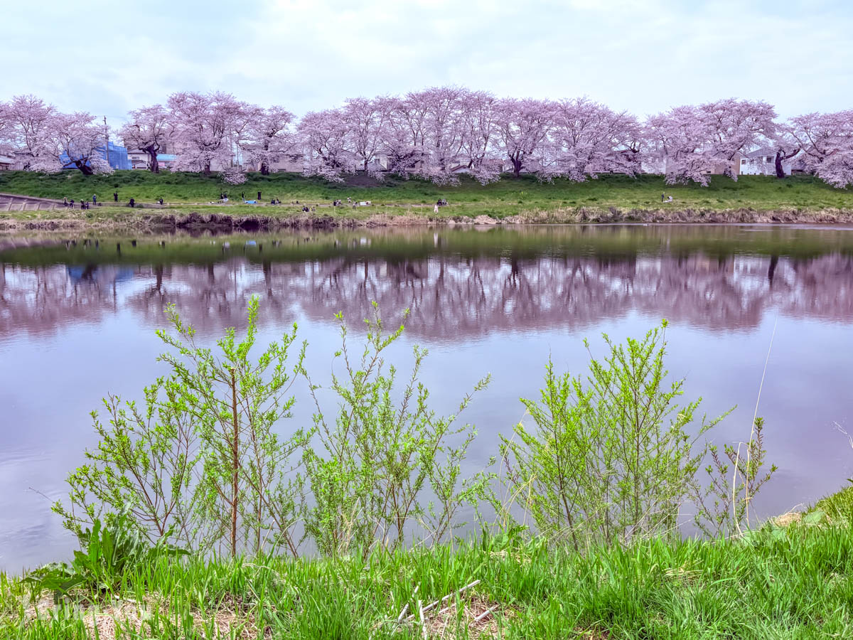 白石川堤一目千本櫻