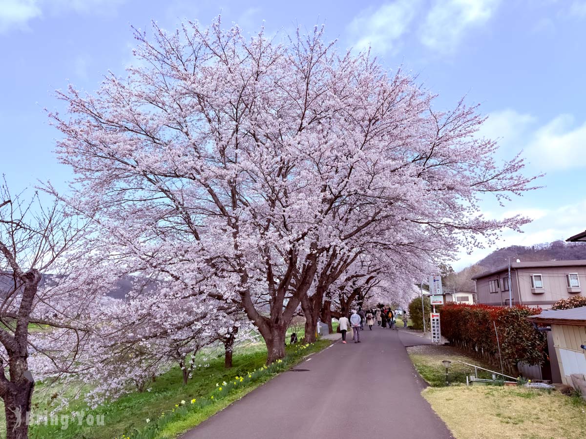 白石川堤一目千本櫻