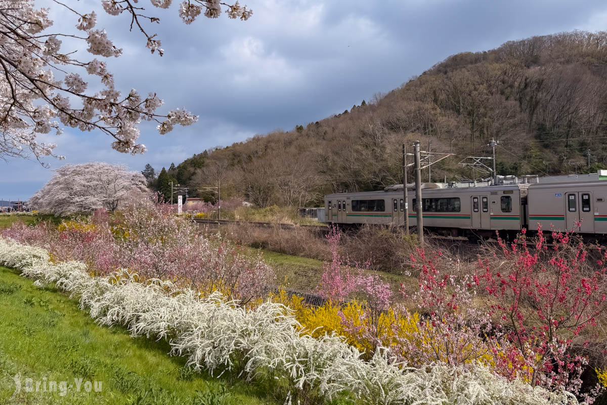 白石川堤一目千本櫻