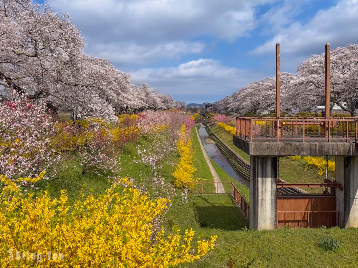 白石川堤一目千本櫻
