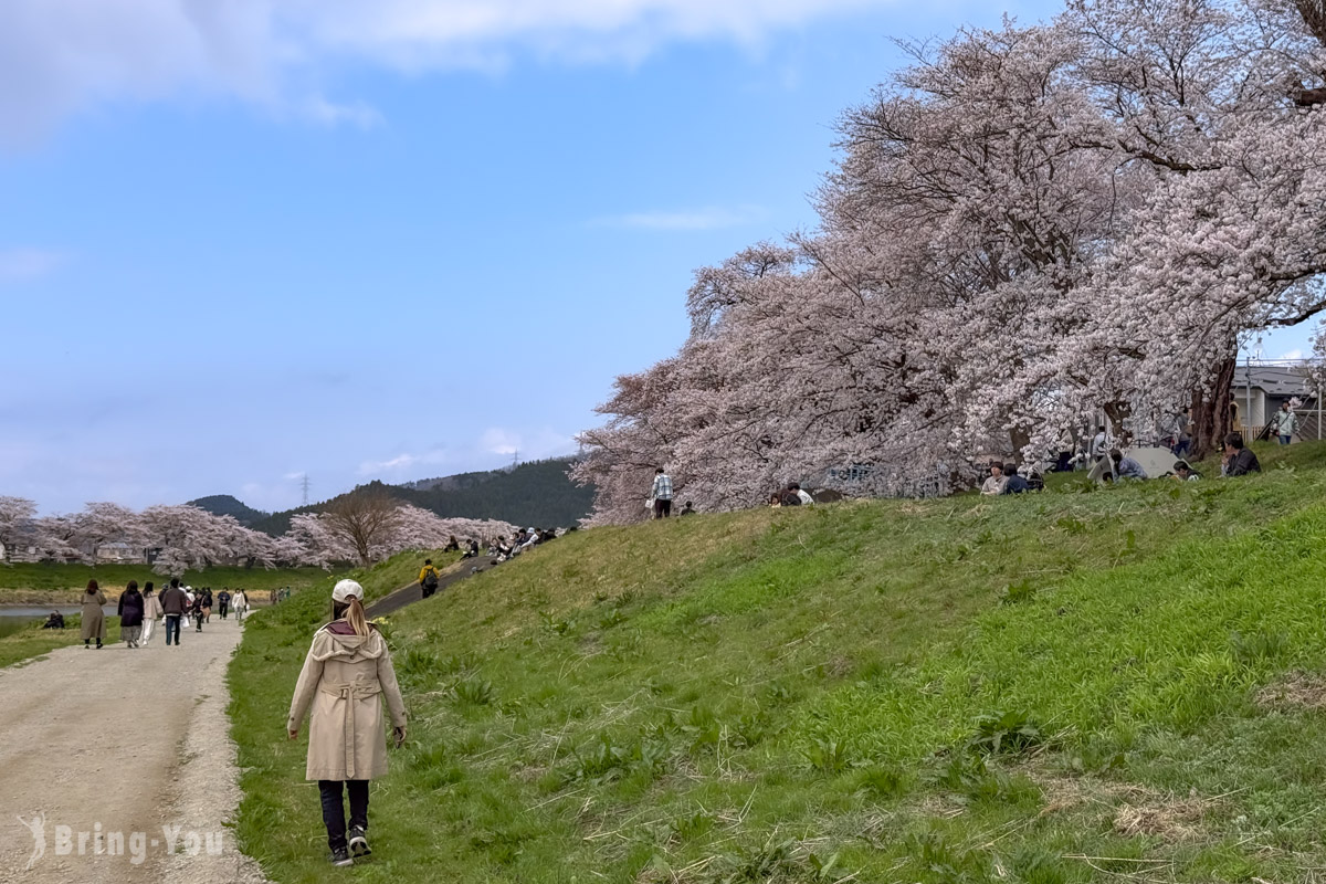 白石川堤一目千本櫻