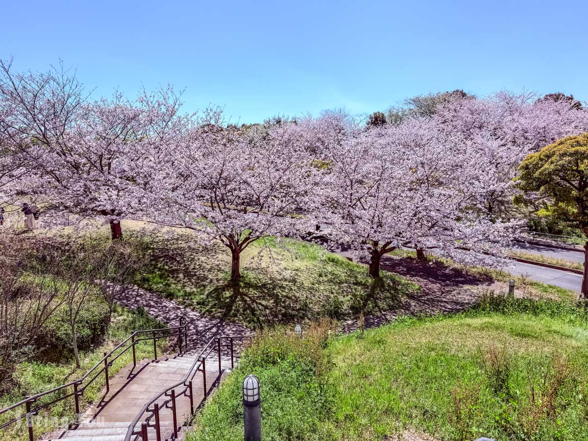 葛西临海公园赏樱