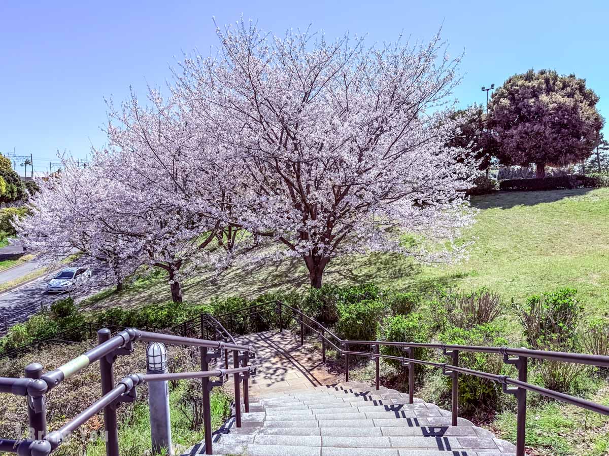 葛西临海公园赏樱