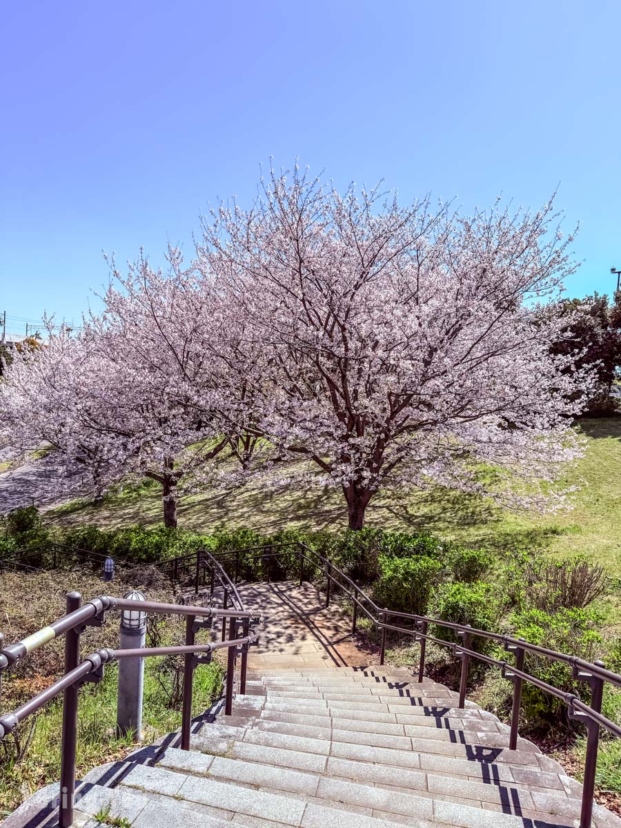 葛西临海公园赏樱