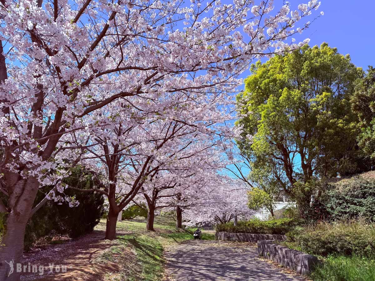 葛西臨海公園賞櫻｜東京灣畔700棵櫻花＋摩天輪美景