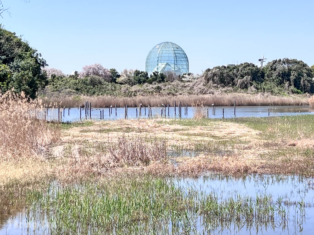 葛西临海公园景点