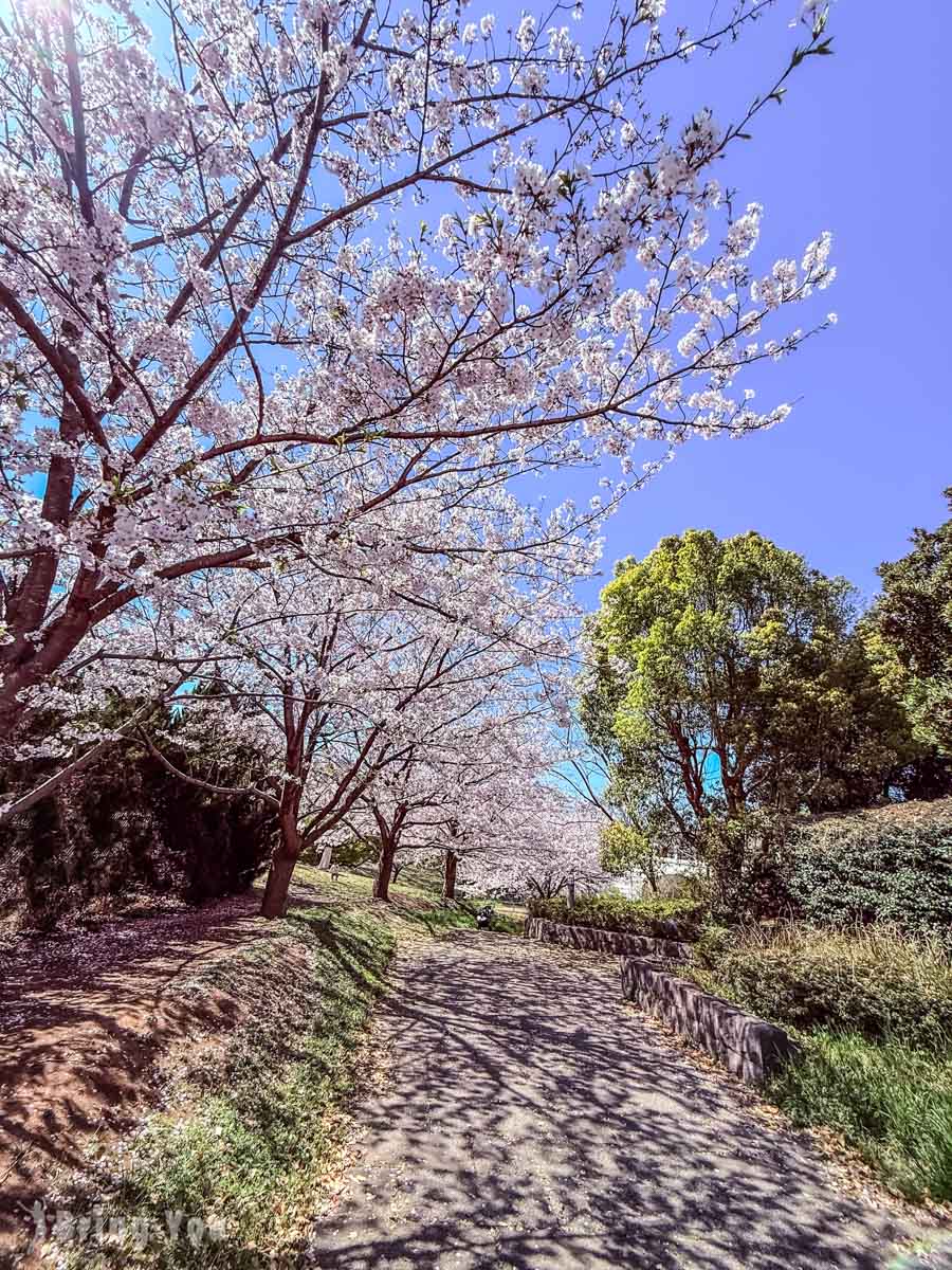 葛西临海公园赏樱