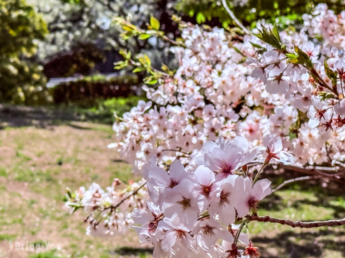 葛西临海公园赏樱