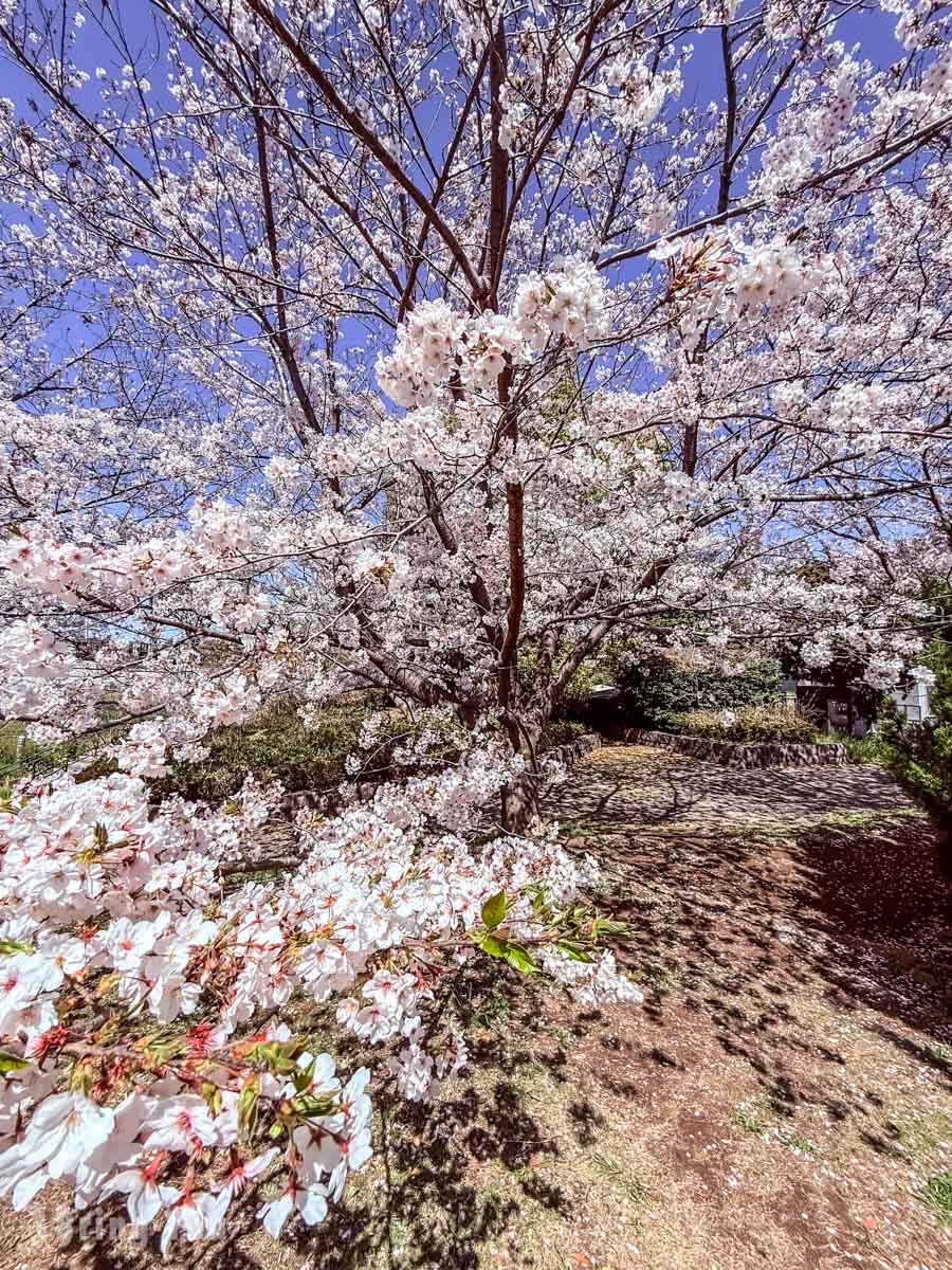 葛西临海公园赏樱