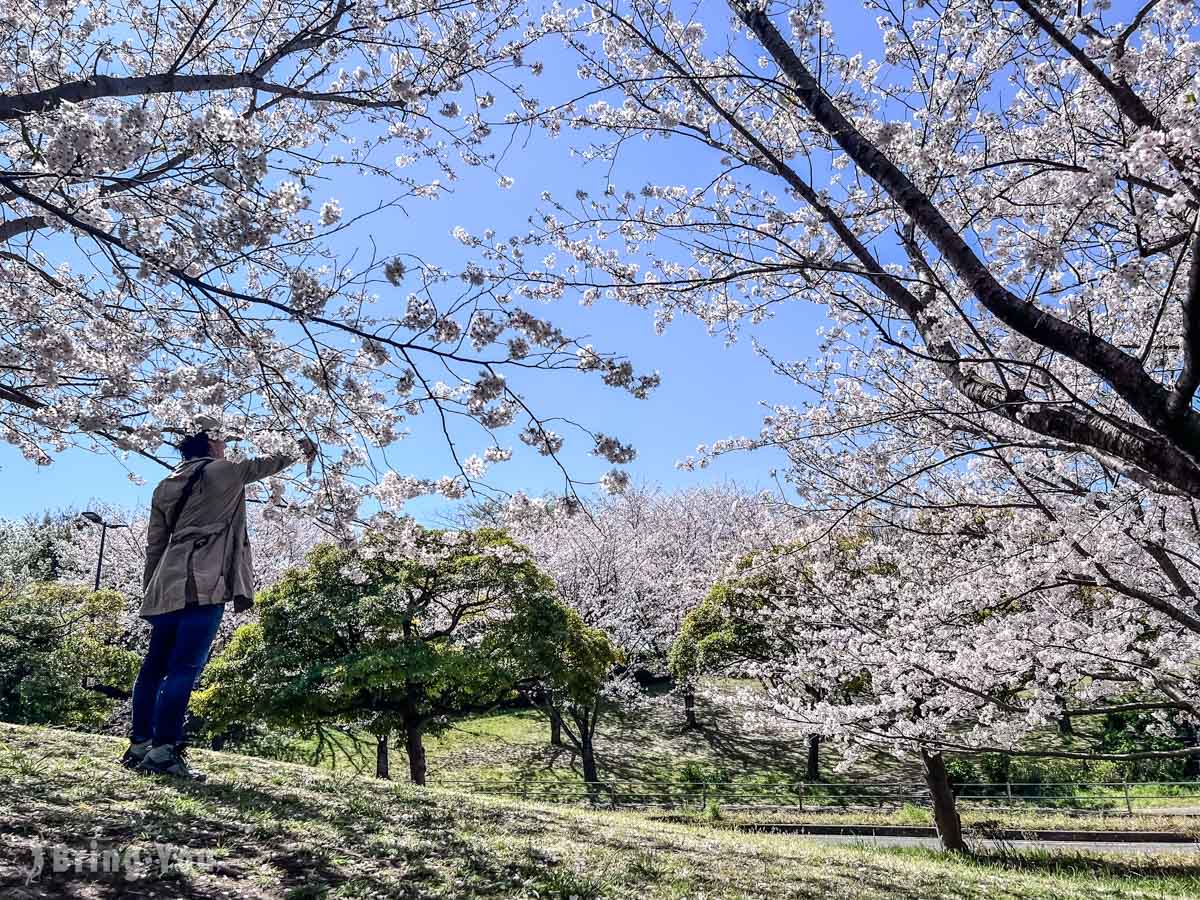 葛西临海公园赏樱
