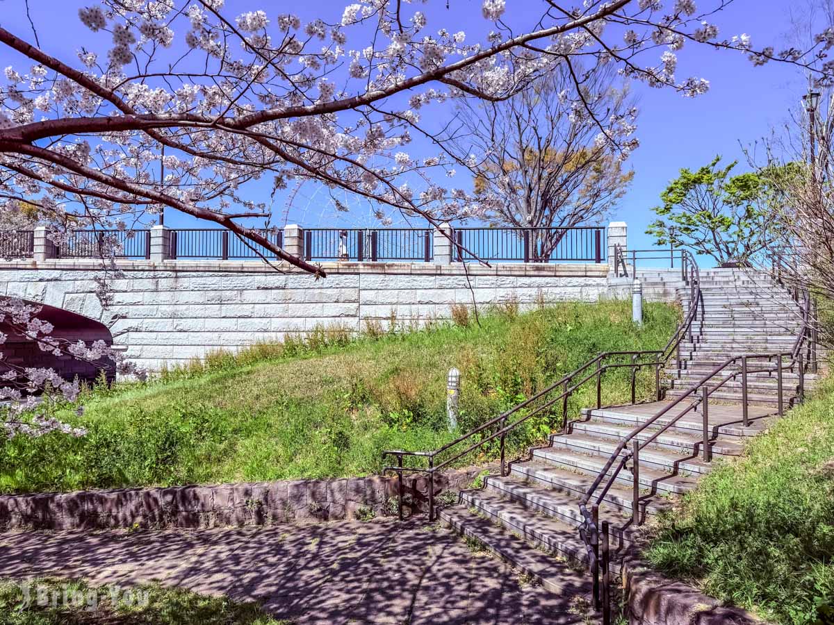 葛西临海公园赏樱