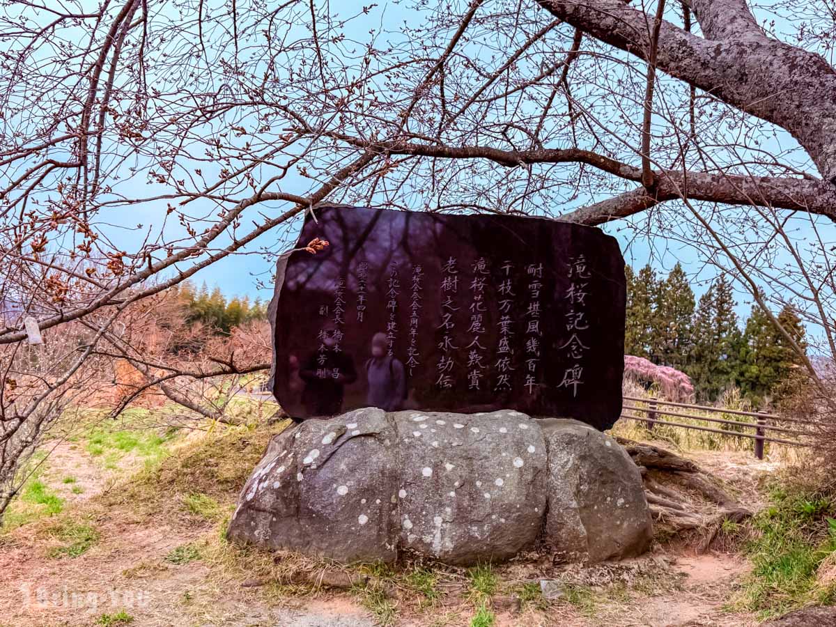三春泷樱