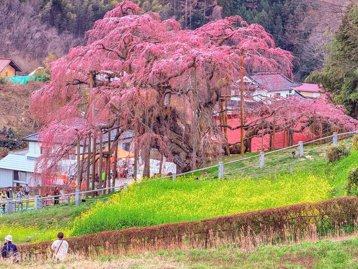 三春泷樱｜福岛千年红枝垂樱・日本三大樱之一的梦幻景色（交通、门票攻略）