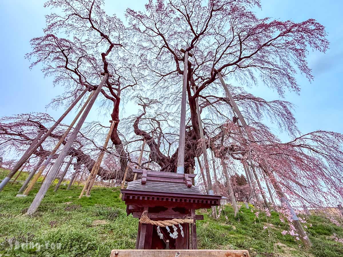 三春泷樱