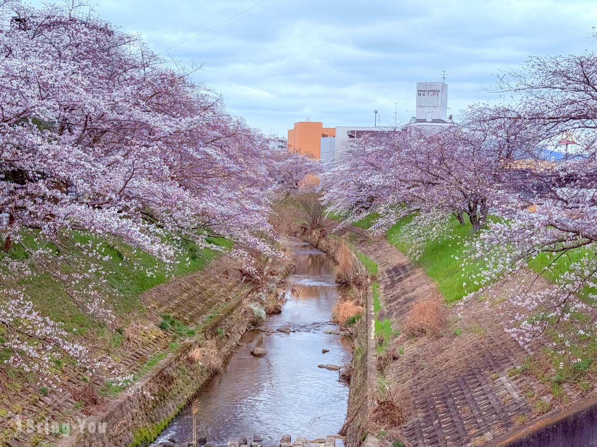 佐保川樱花隧道