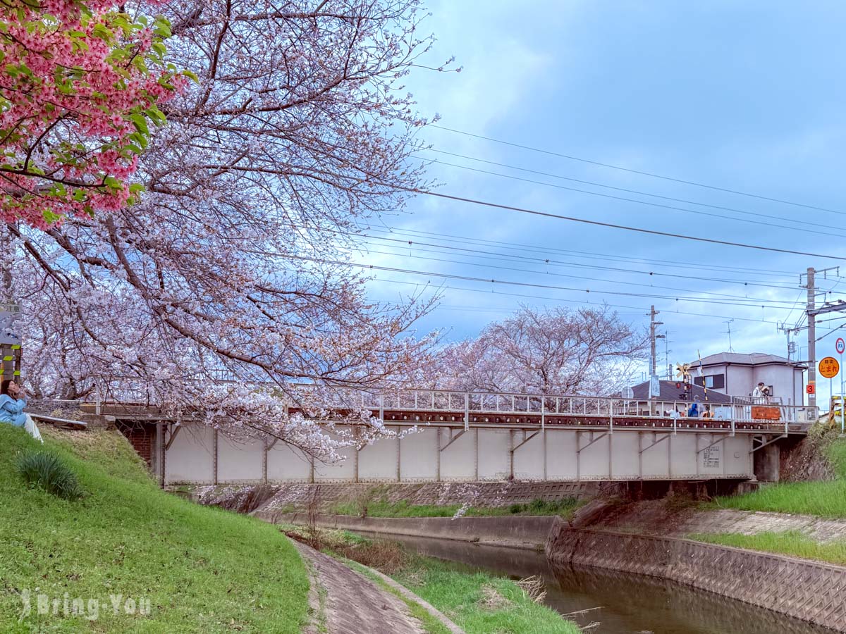 佐保川樱花隧道