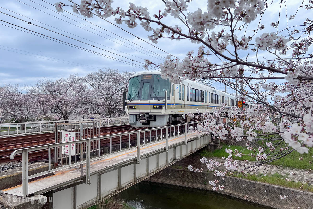 佐保川樱花隧道