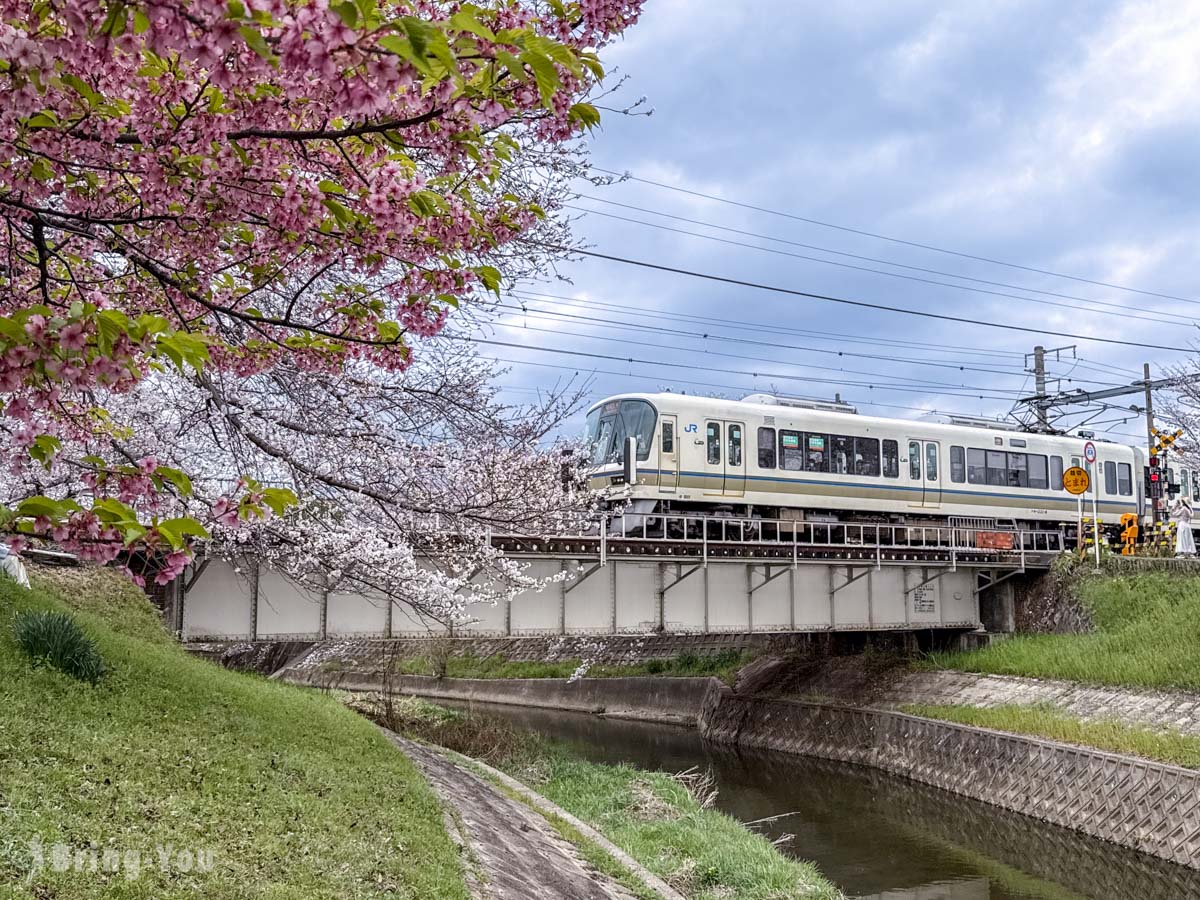 佐保川樱花隧道