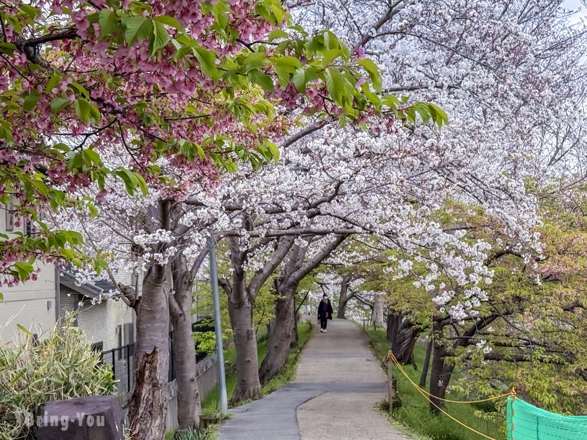 佐保川樱花隧道