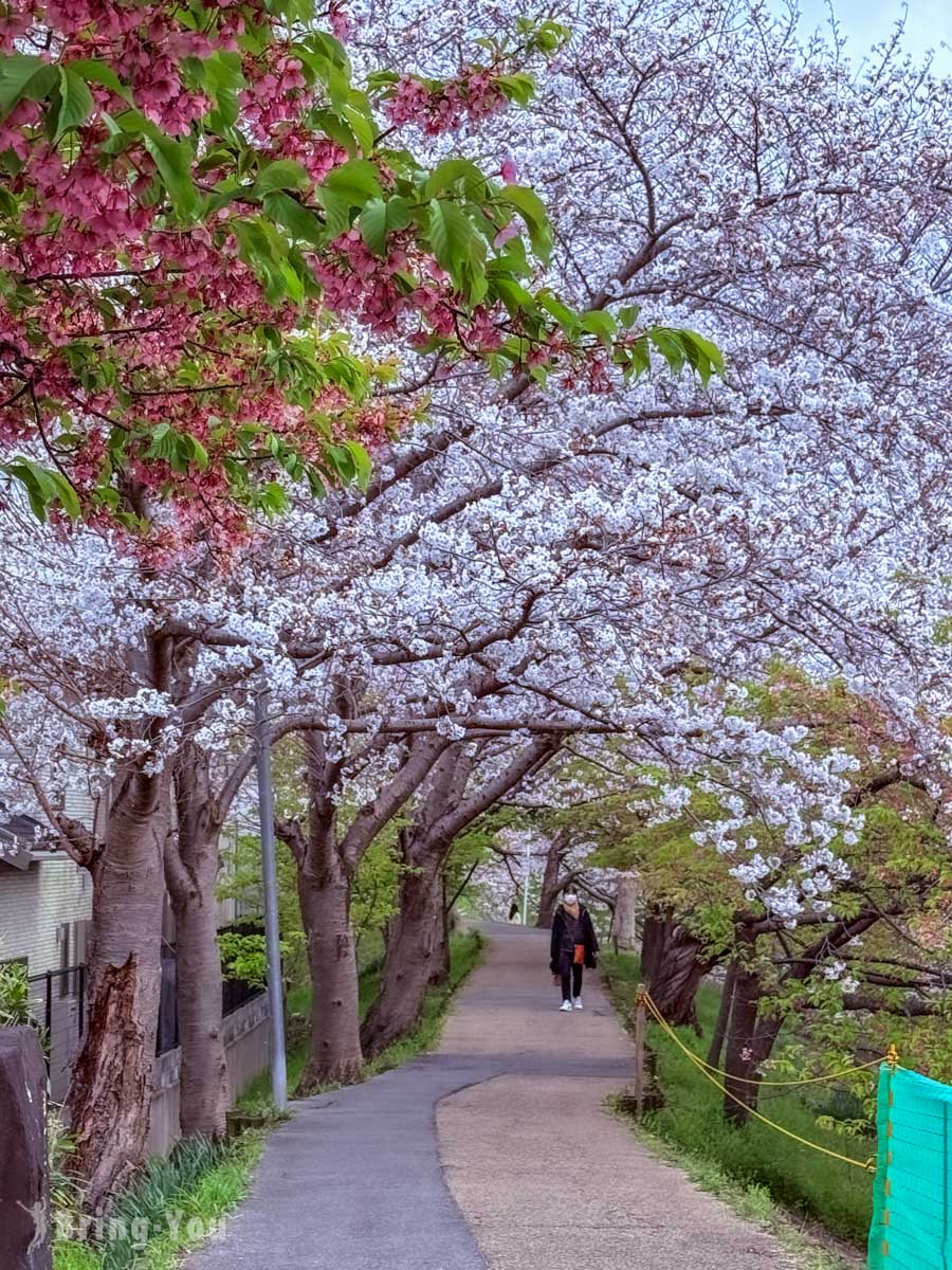 佐保川樱花隧道