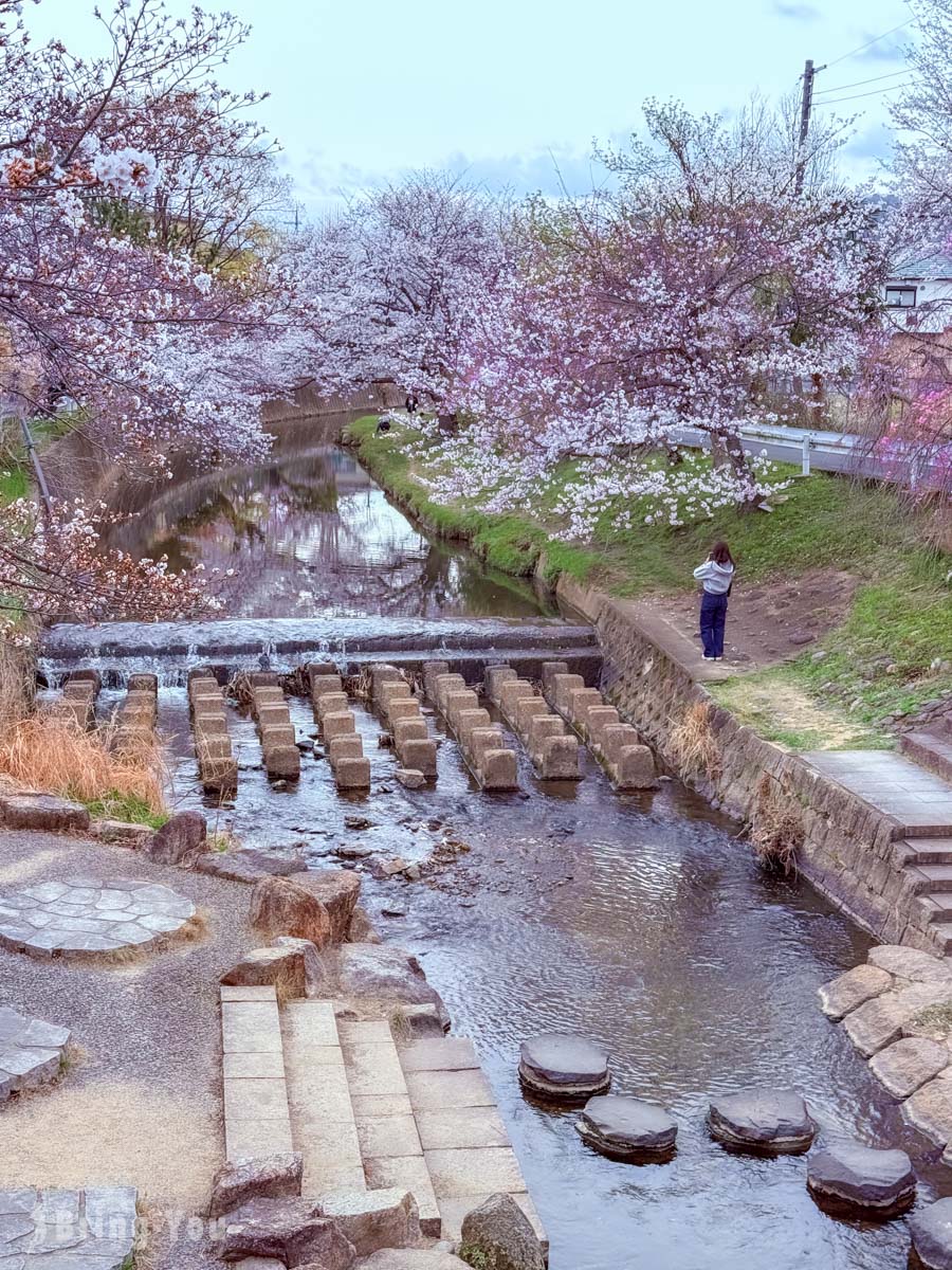 佐保川樱花隧道