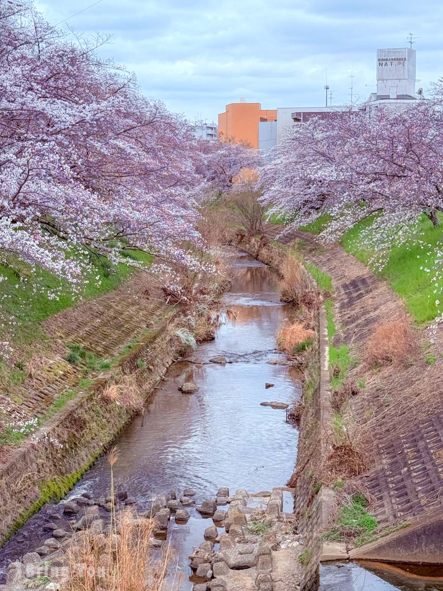 佐保川樱花隧道