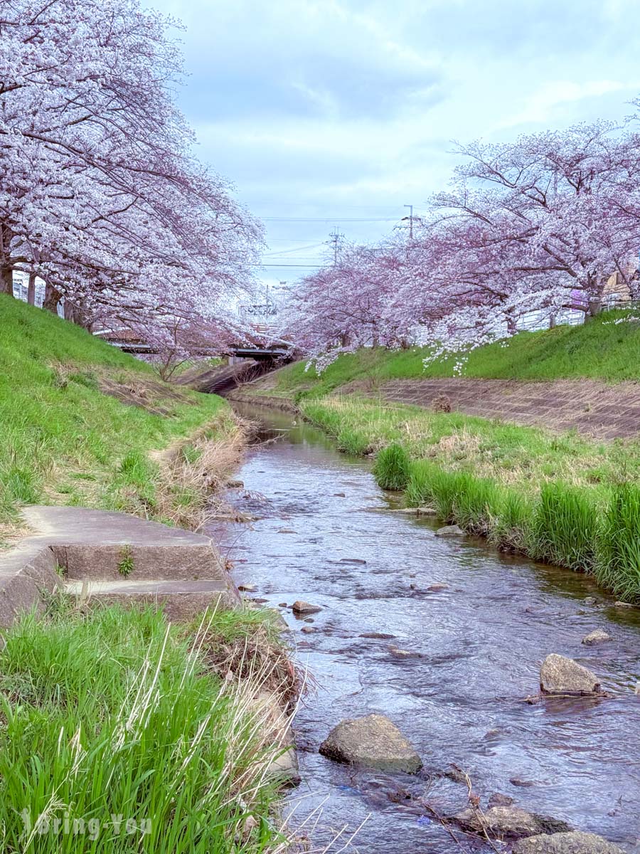 佐保川樱花隧道