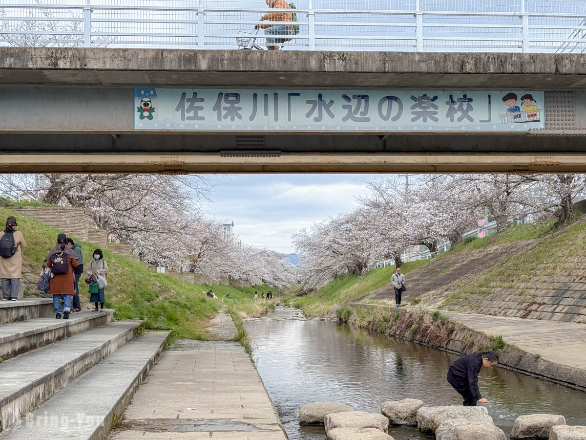佐保川樱花隧道