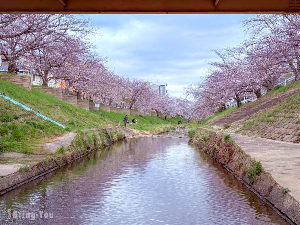 佐保川樱花隧道