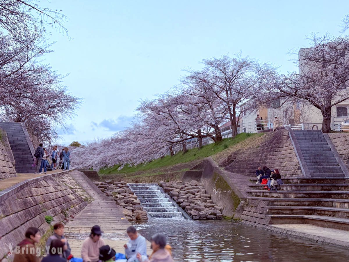 佐保川樱花隧道
