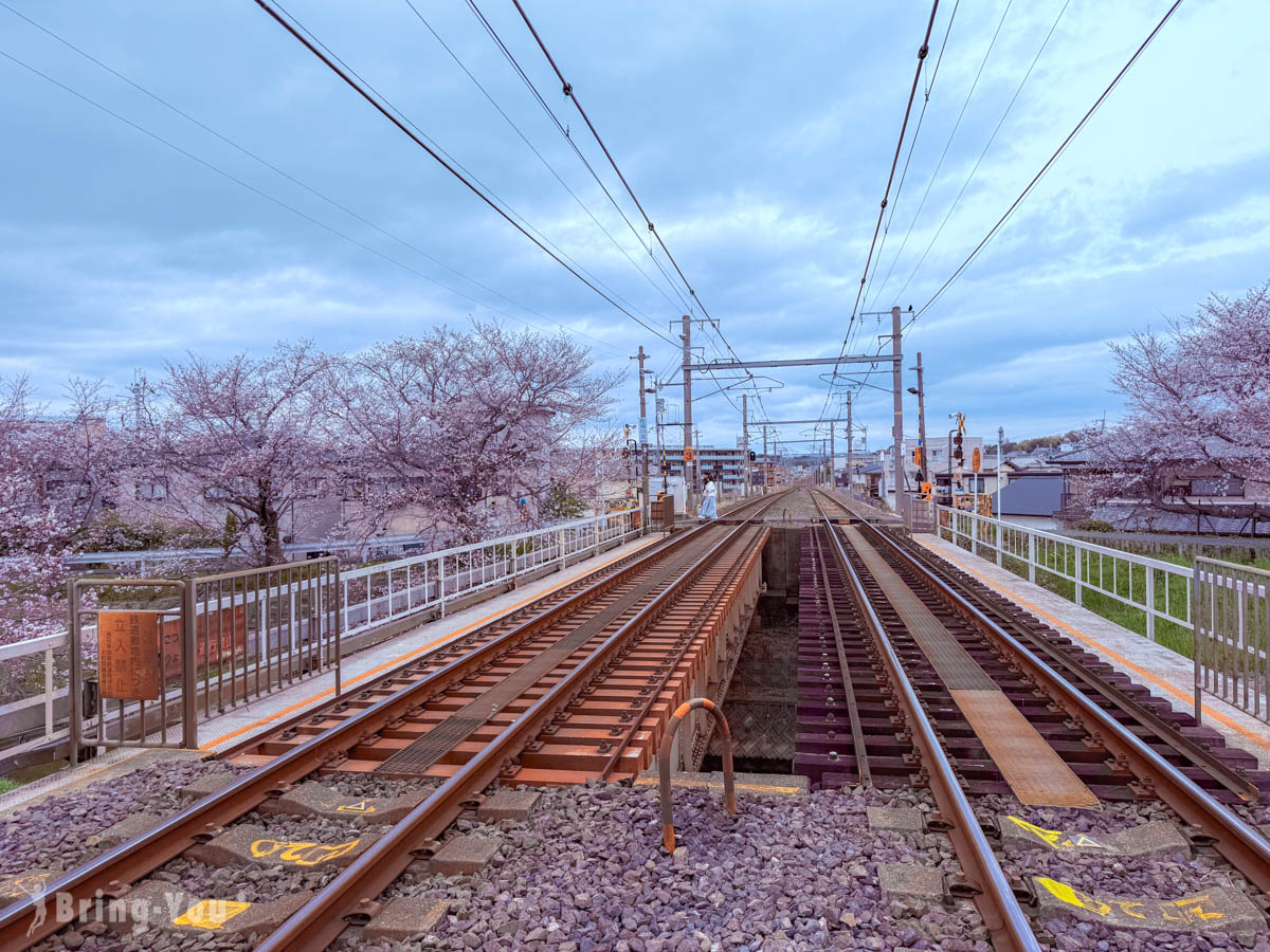 佐保川樱花隧道